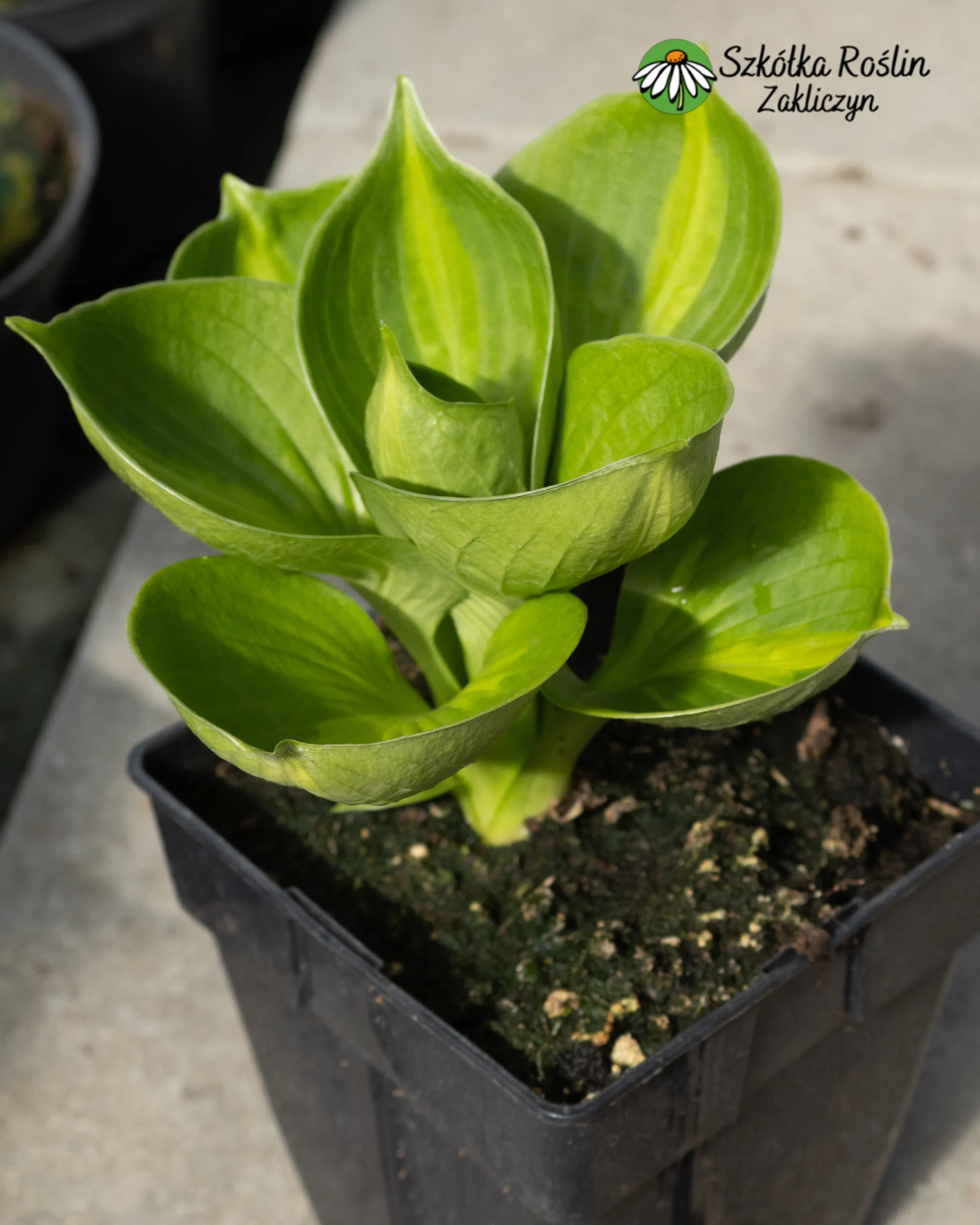 Funkia Siebolda 'Pokectul of Sunshine'