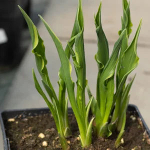 Funkia ‘Praying Hands’