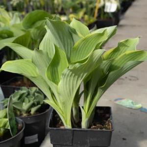 Funkia 'Regal Splendor'