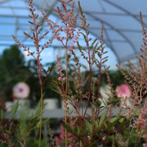 Tawuła Arendsa 'Erika'