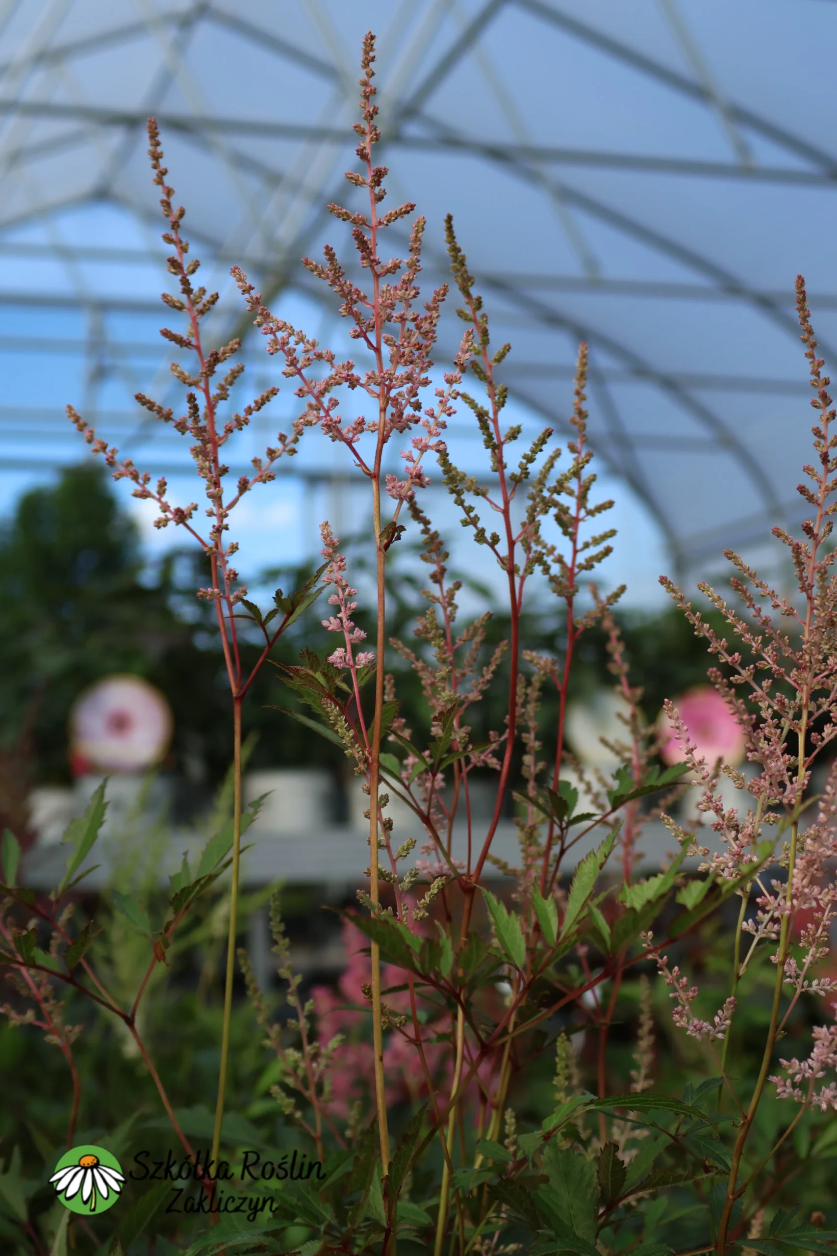 Tawuła Arendsa 'Erika'