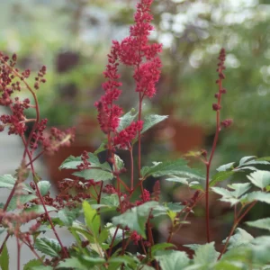 Tawuła Arendsa 'Glut'