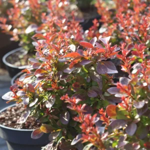 Berberys Thunberga 'Bagatelle'