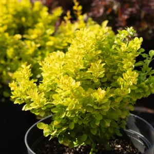 Berberys Thunberga 'Goldalita'