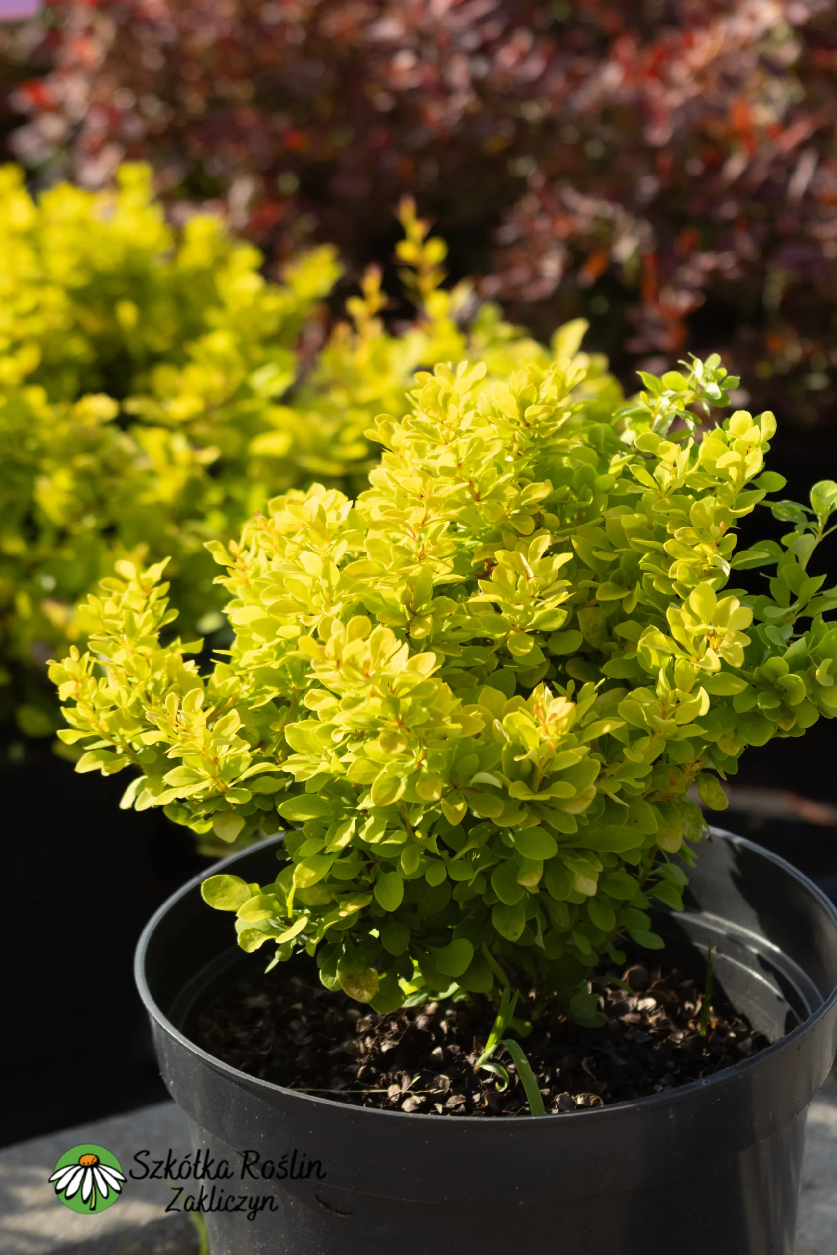 Berberys Thunberga 'Goldalita'