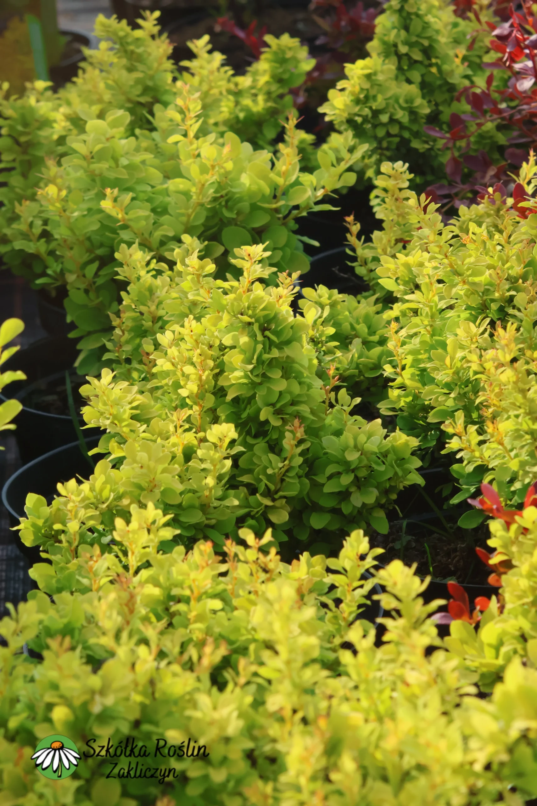 Berberys Thunberga 'Goldalita' - obrazek 3