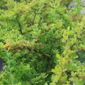 Berberys Thunberga 'Green Carpet'