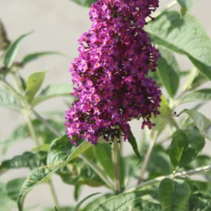 Buddleja davidii 'Magenta Munchkin'