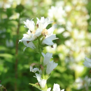 Dzwonek główkowy 'Alba'