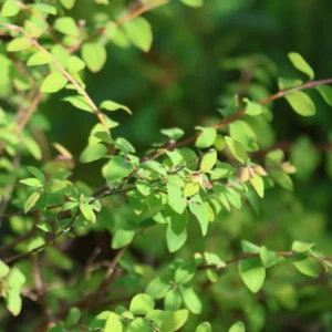 Śnieguliczka Chenaulta 'Hancock'