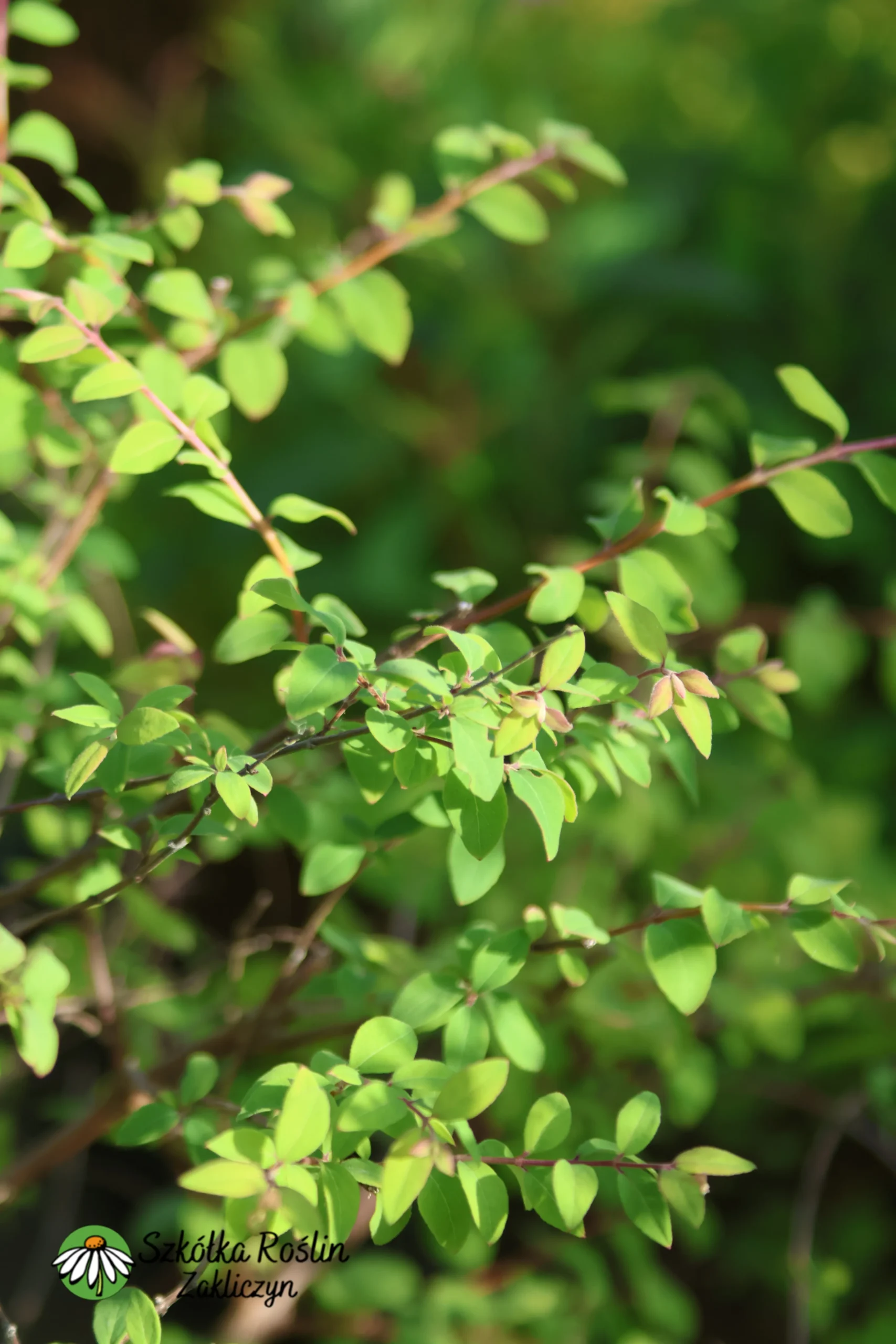 Śnieguliczka Chenaulta 'Hancock'