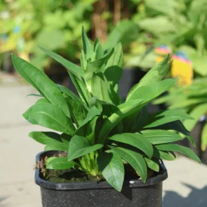 Stokezja 'Mel's Blue'
