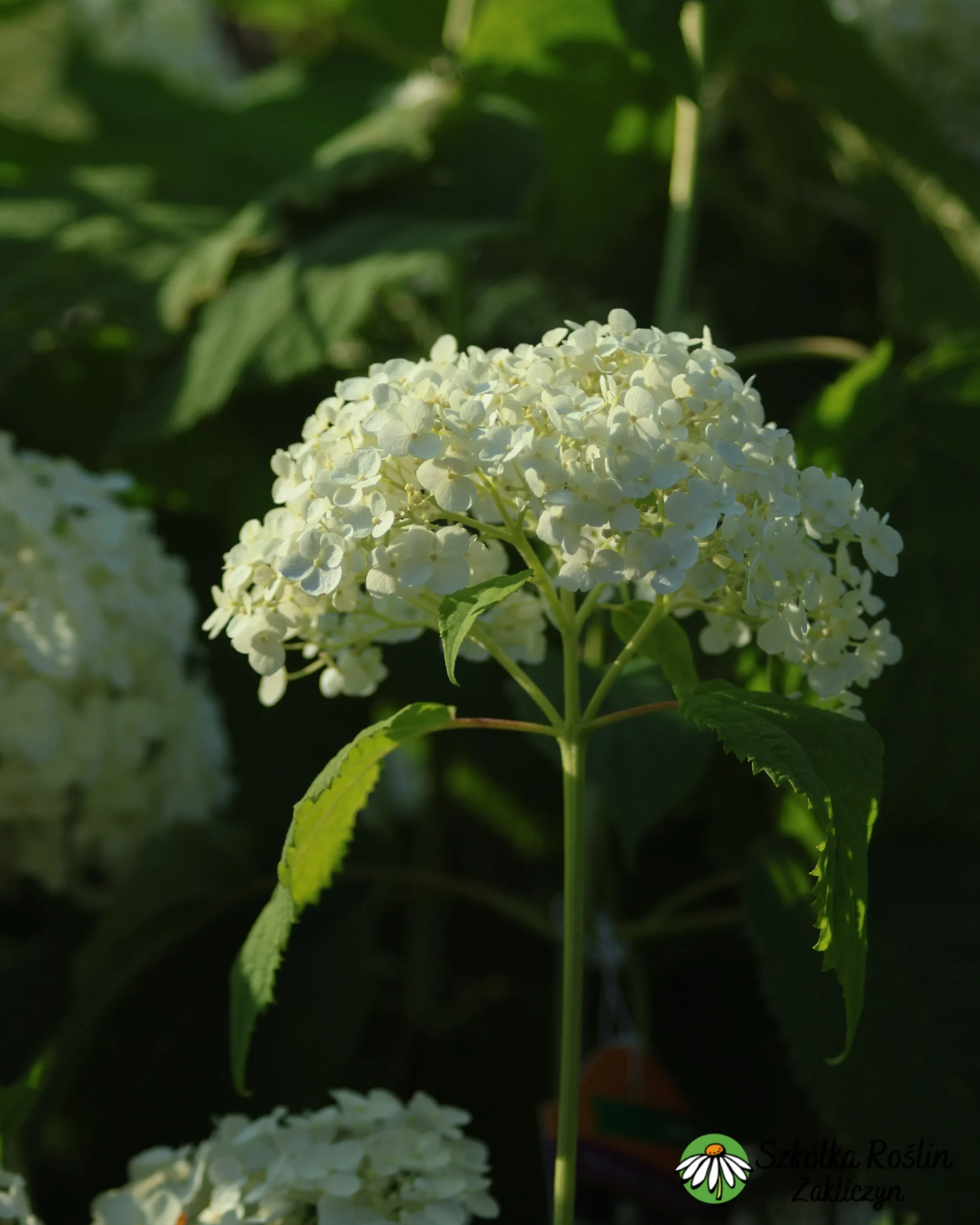 Hortensja krzewiasta 'Anabelle' - obrazek 2