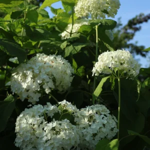 Hortensja krzewiasta 'Anabelle'