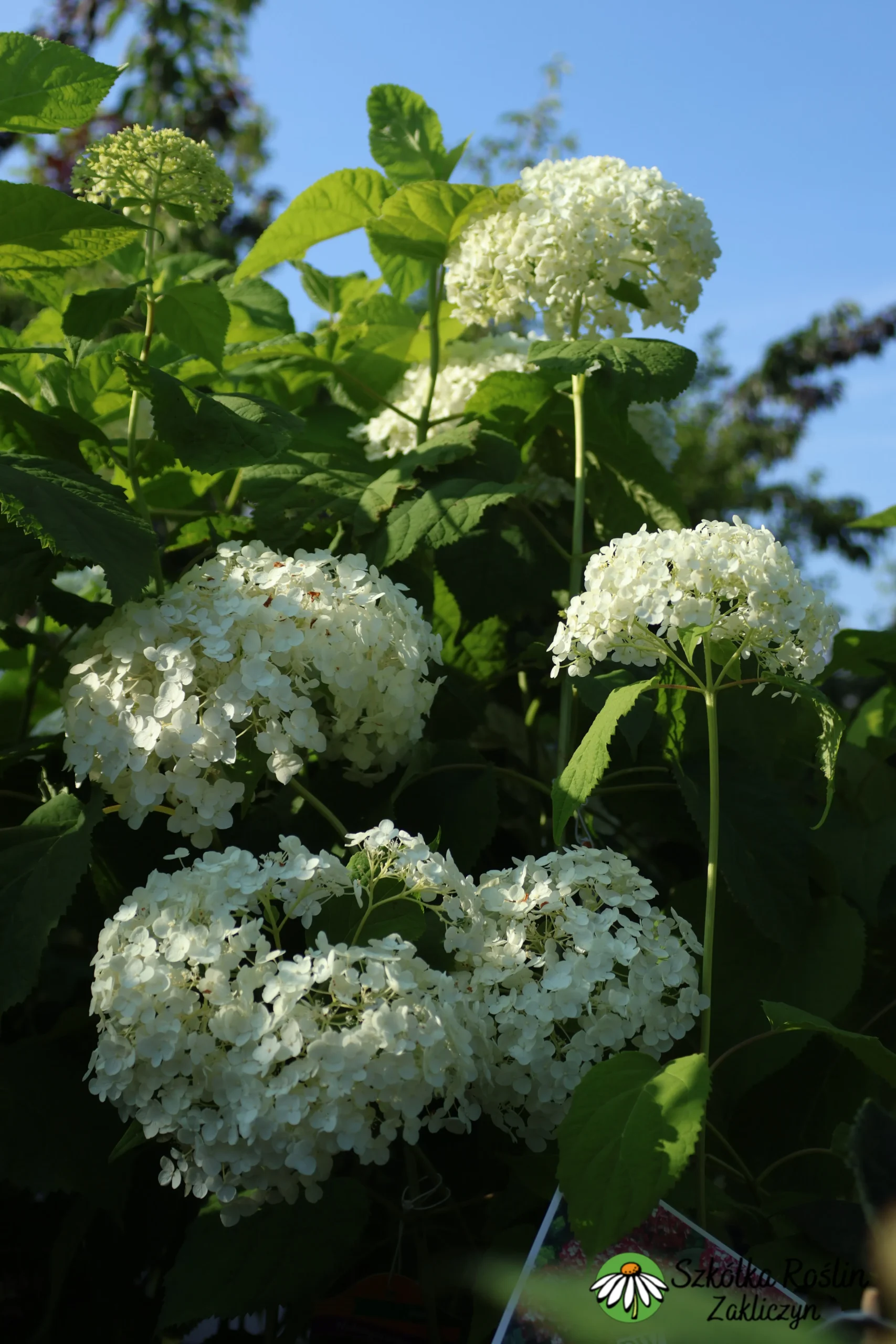 Hortensja krzewiasta 'Anabelle'