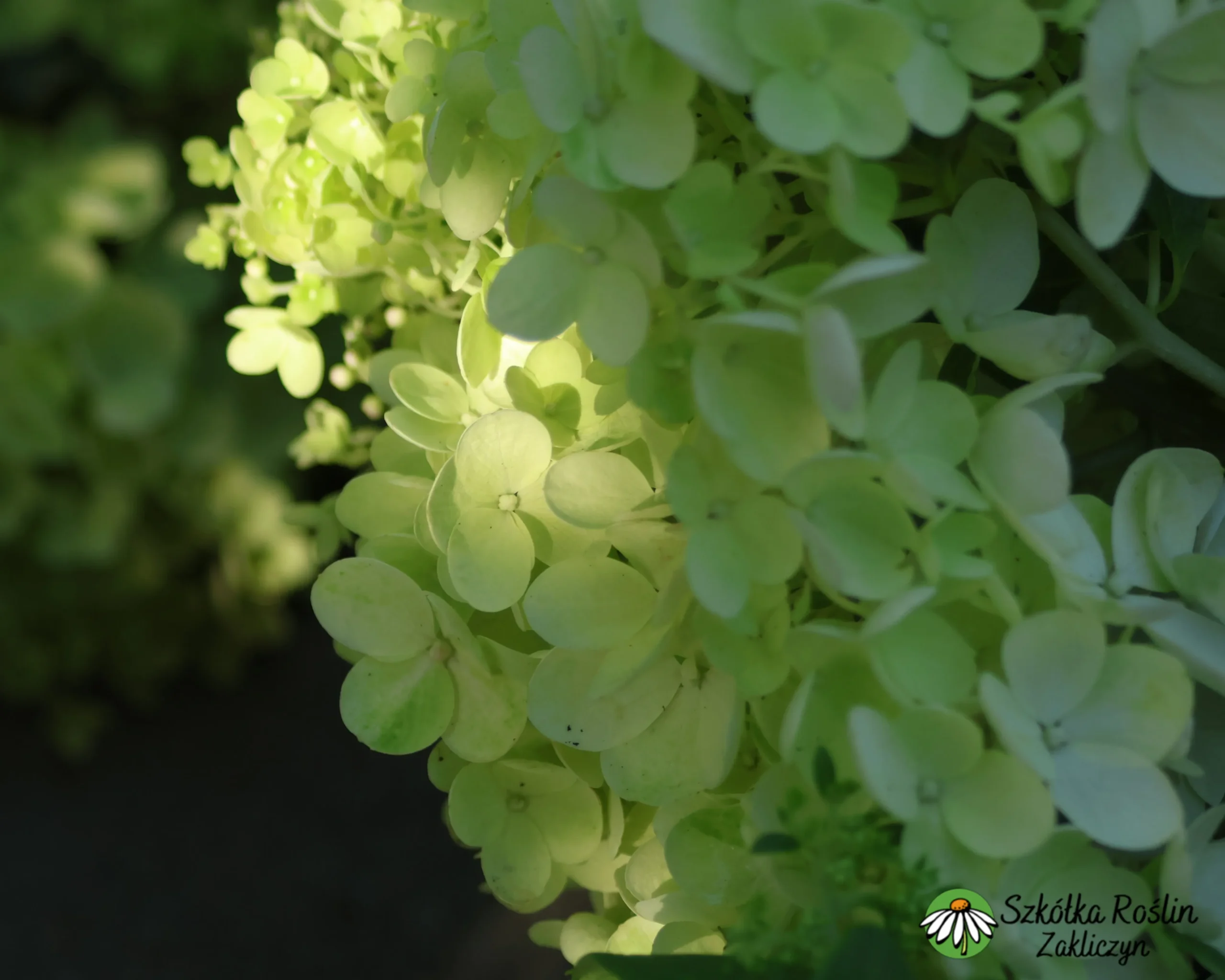 Hortensja bukietowa 'Grandifora' - obrazek 2