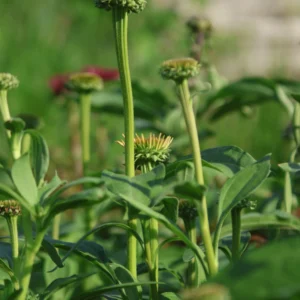 Jeżówka 'Supreme Cantaloupe'