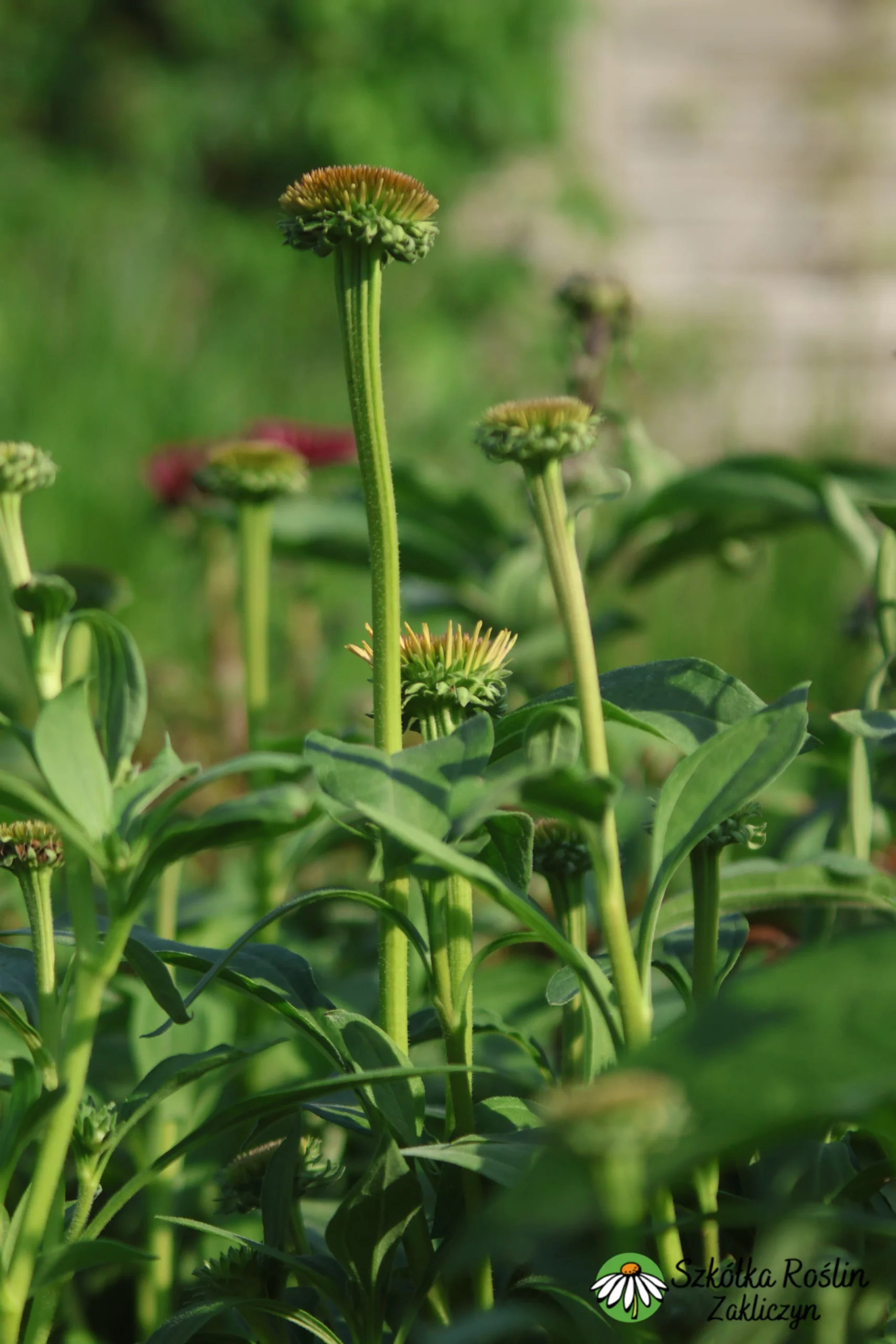 Jeżówka 'Supreme Cantaloupe'