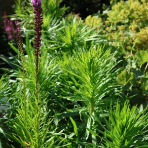 Liatra kłosowa 'Floristan Violet'