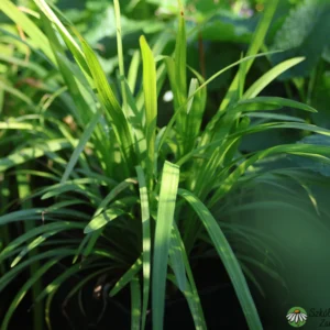 Liriope szafrkowata 'Big Blue'