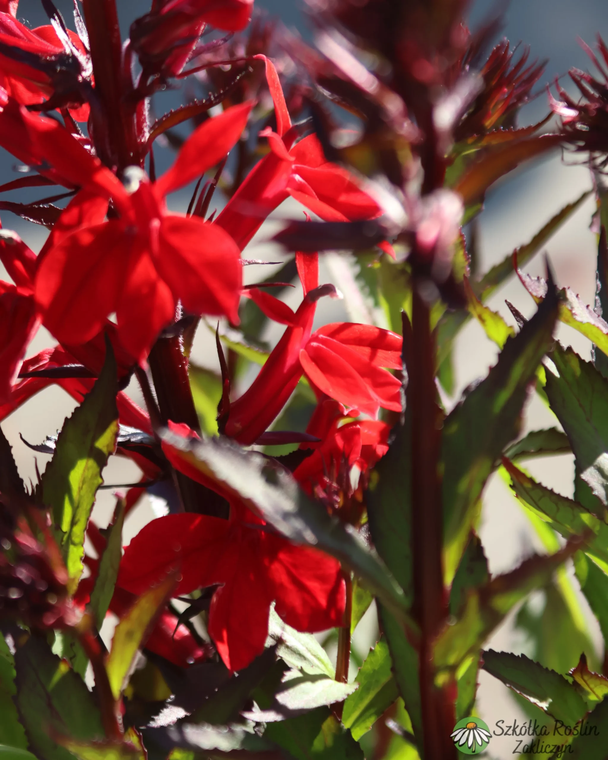 Lobelia okazała 'Russian Princess' - obrazek 3