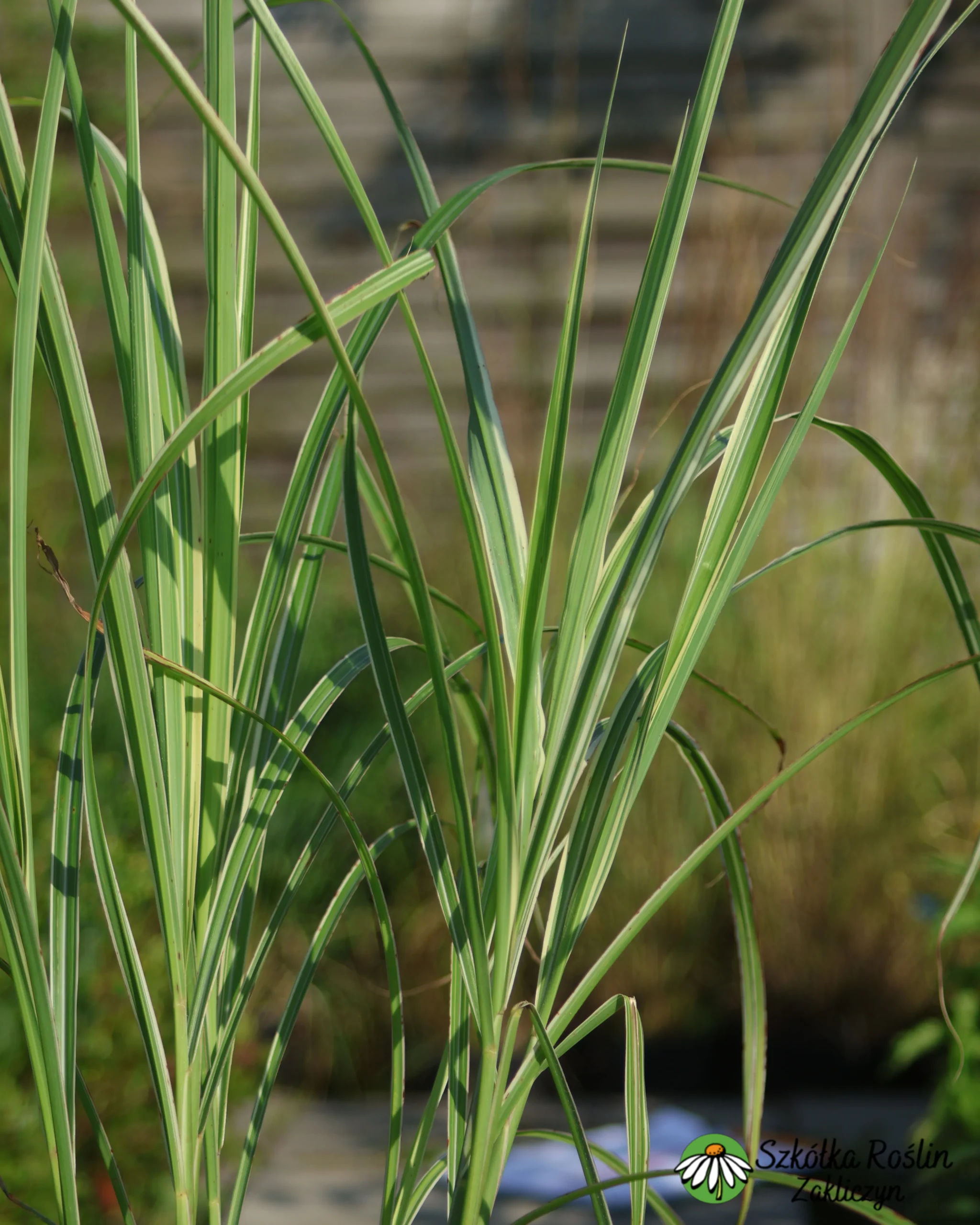 Miskant 'Variegatus' - obrazek 2
