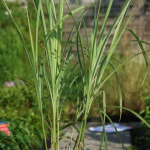 Miskant 'Variegatus'