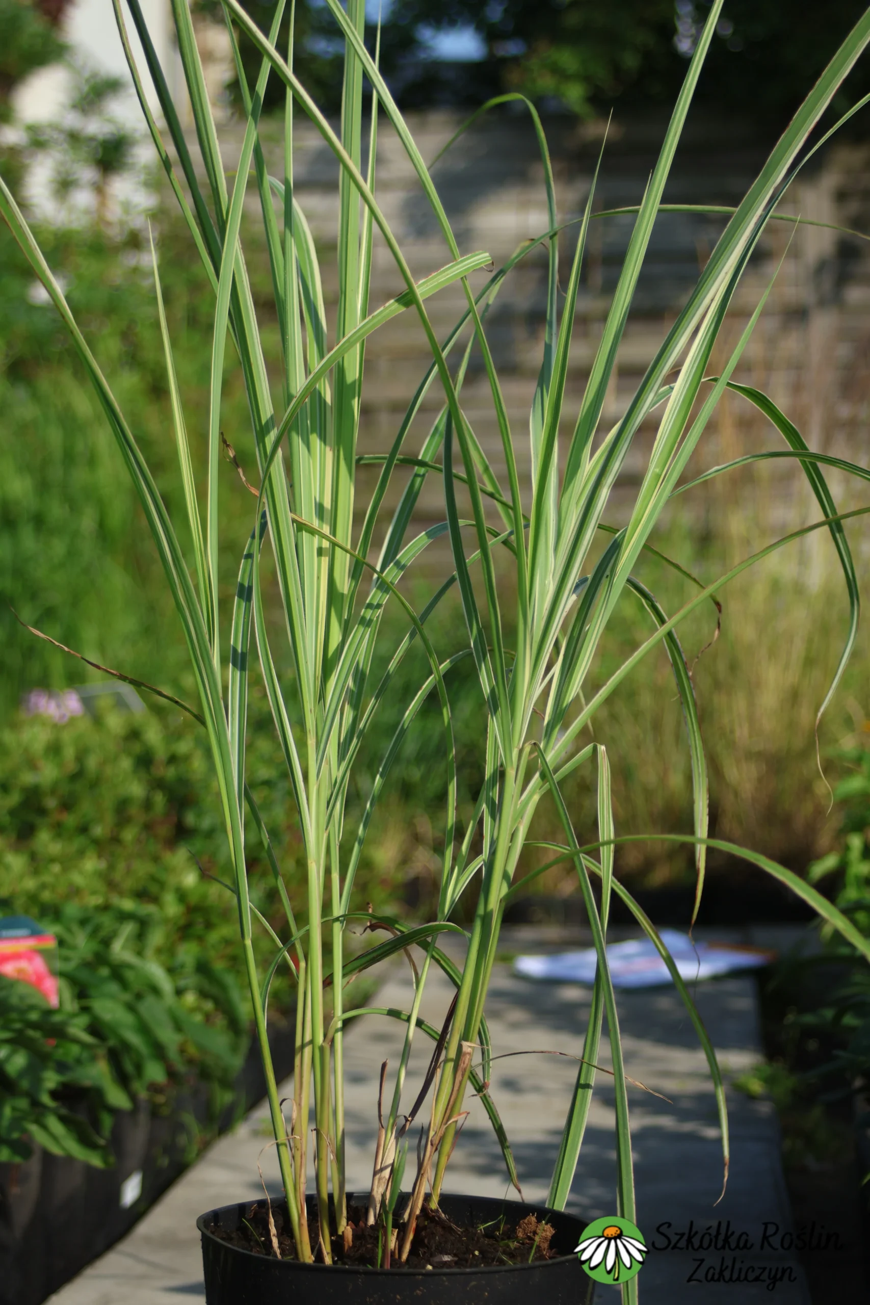 Miskant 'Variegatus'