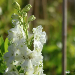 Ostróżka ogrodowa 'White'