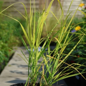 Proso rózgowe 'Bufalo Green'