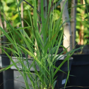 Proso rózgowe 'Sangria'