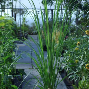 Trawa pampasowa 'White Plume'