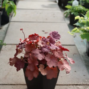 Żurawka 'Cherry Cola'