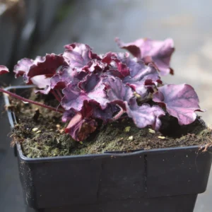 Żurawka 'Forever Purple'
