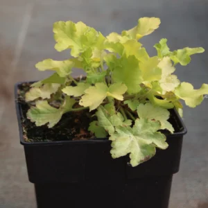 Żurawka 'Lime Marmalade'