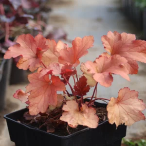Żurawka 'Paprika'